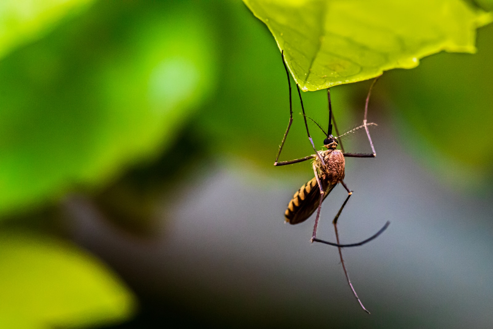 "World Mosquito Program e a Dengue: Como a cooperação de saúde internacional pode solucionar um dos maiores problemas de saúde brasileiro